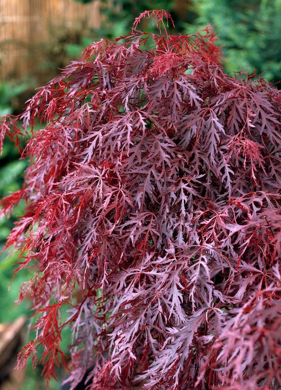 Acer palmatum dissectum 'Crimson Queen' - ECLOZ - Érable du Japon