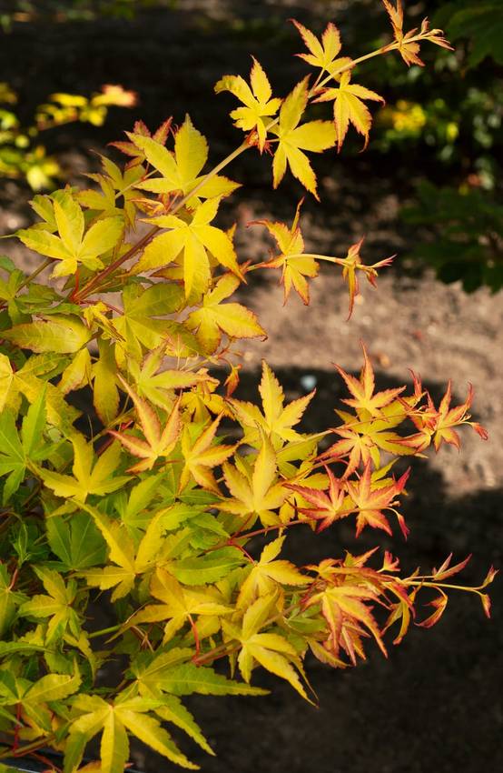 Acer palmatum 'Katsura' - ECLOZ - Érable du Japon