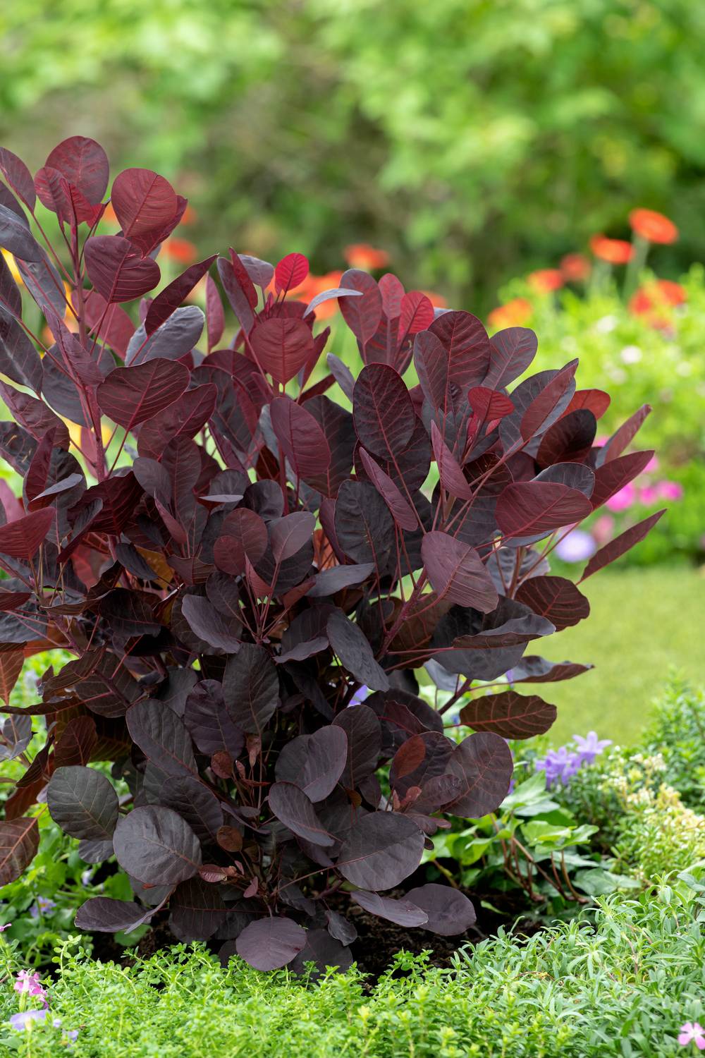 Cotinus coggygria 'Lilla' - Arbre à perruques
