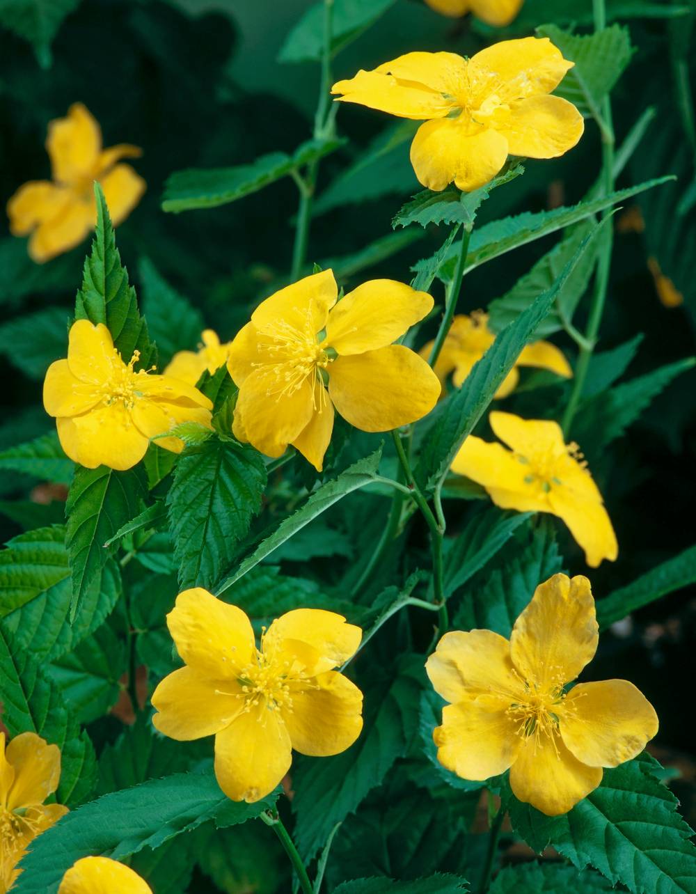 Kerria japonica 'Golden Guinea' - Corète du Japon