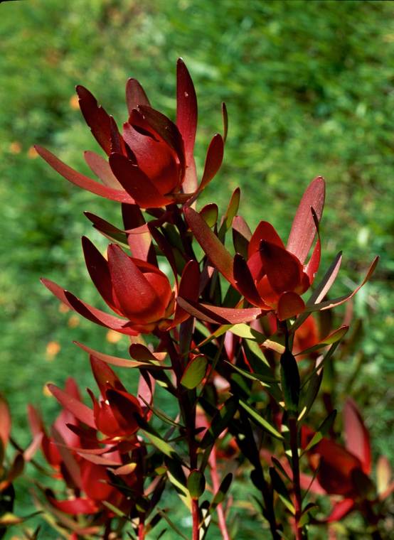 Leucadendron 'Safari Sunset'