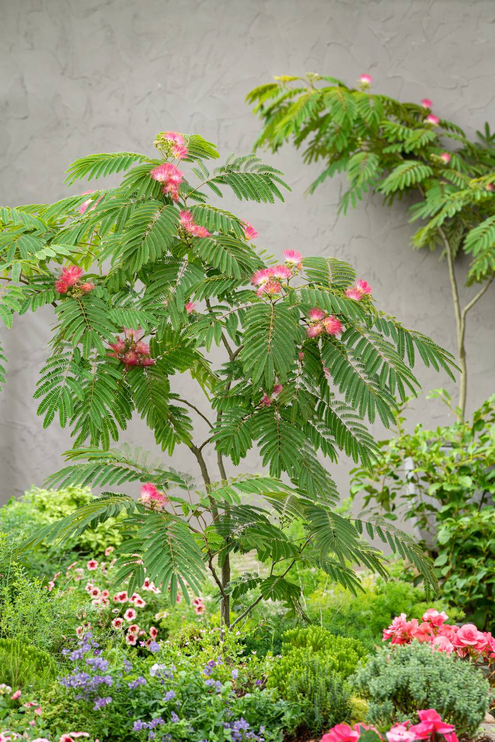 Albizia julibrissin 'Ombrella'Arbre à soie