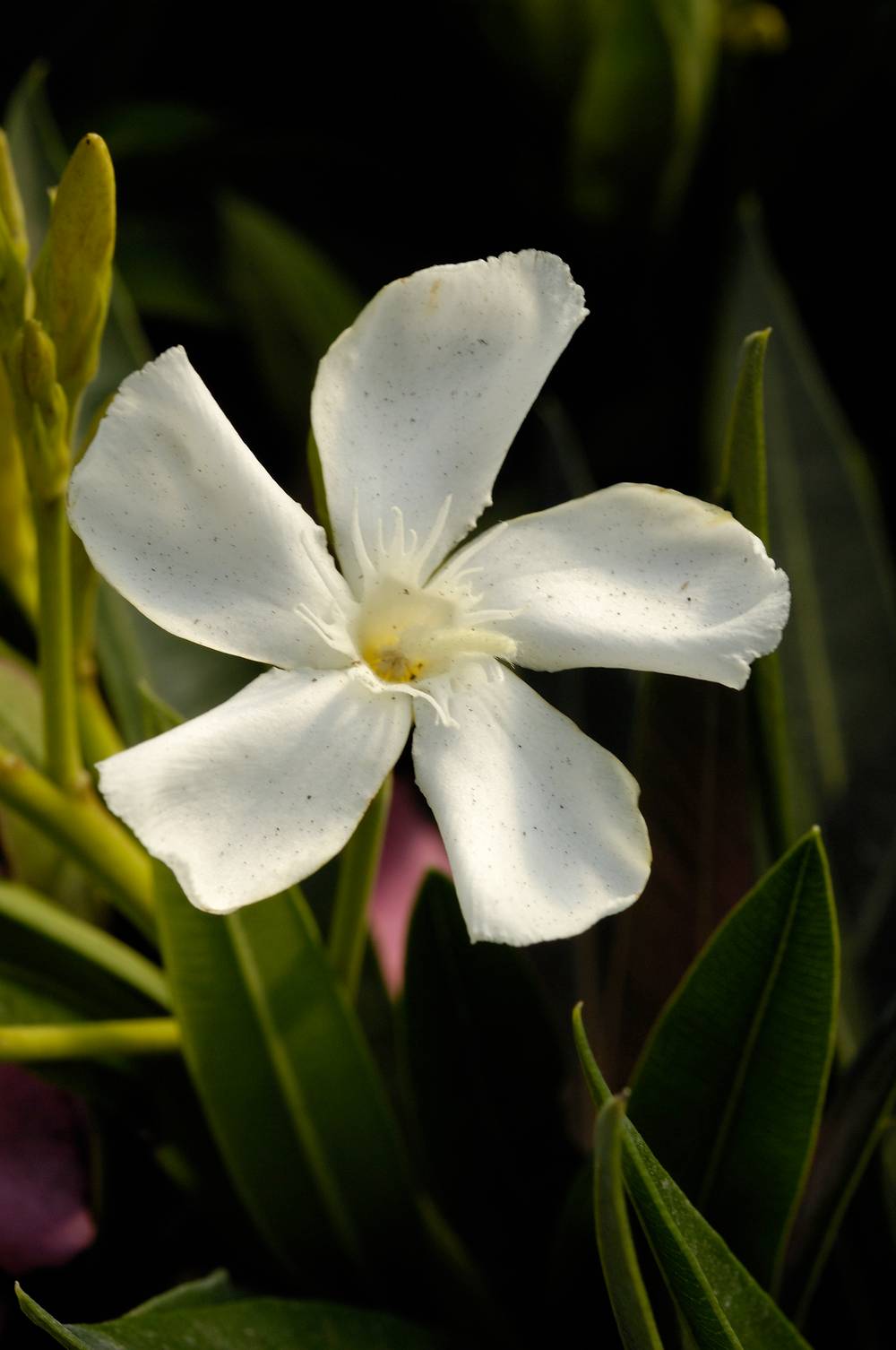 Nerium oleander à fleurs simples assorti - Laurier rose