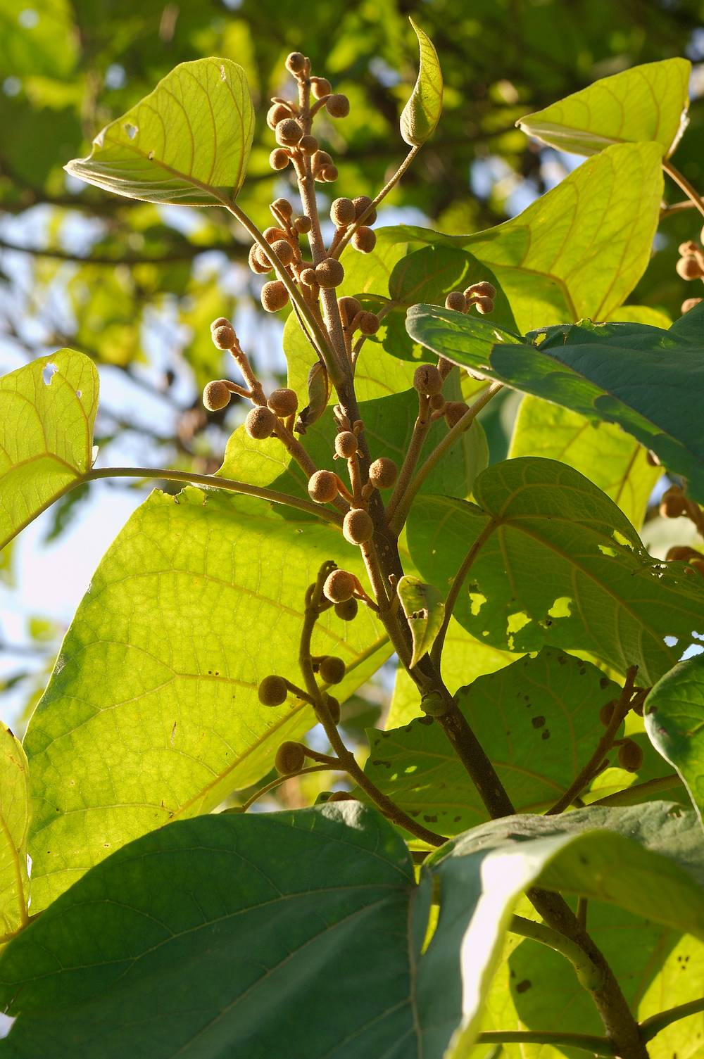 Paulownia tomentosa - Arbre impérial