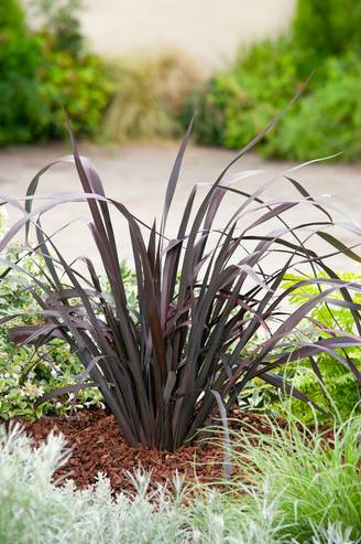 PHORMIUM 'Dark Delight' 40/60 C5L