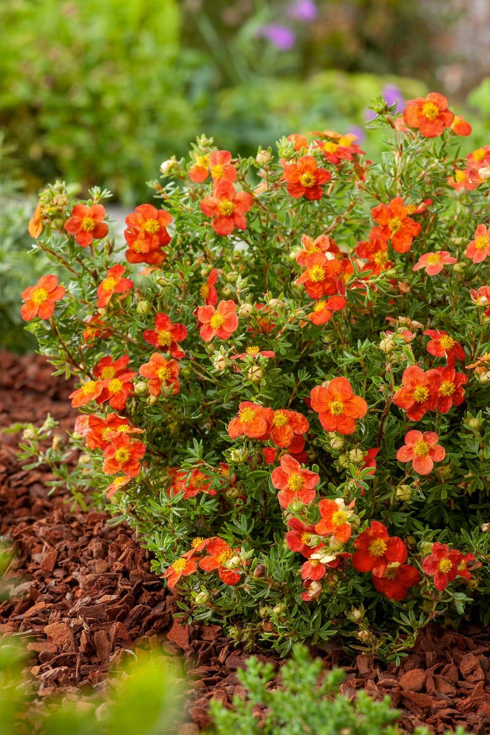 Potentilla fruticosa 'Marian Red Robin'® - Potentille arbustive - Pot ...
